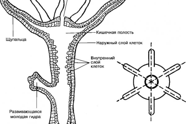 Kraken ссылка tor официальный сайт